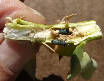 Figure 2. Adult stem weevils, Mecinus janthiniformis, overwintering in Dalmatian toadflax stem. Photo by Lincoln Smith, USDA Agricultural Research Service.