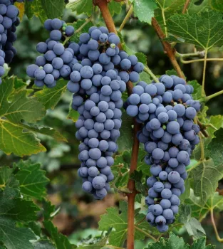 Cabernet sauvignon grapes
