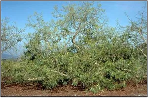 Avocado tree dying from phytophthora cinnamomi. Photo by Ben A Faber