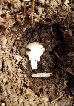 Plant 2 inches deep with blunt end down, Jeanette Alosi