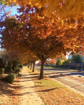 Orange-gold leaves on a tree and lining a street. (D. Godbout-Avant)
