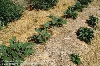 Straw mulch in vegetable garden, by Jack Kelly Clark, UC
