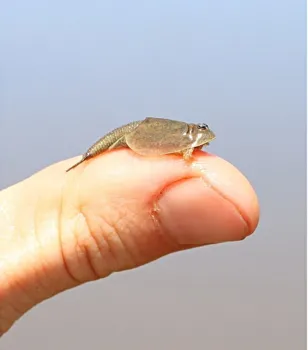 Close-up of a tadpole shrimp. (Photo by Ian Grettenberger)