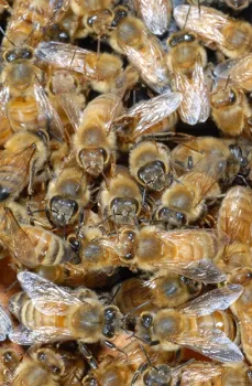 Z Specialty Food, Woodland, all began with bees. (Photo by Kathy Keatley Garvey)