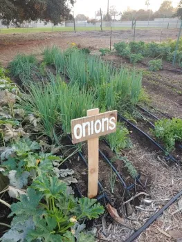 Onions