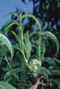 Peach leaves deformed by peach leaf curl, Jack Kelly Clark, UC IPM Program