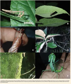 This is one of the illustrations in the publication, “A Checklist of Mantodea of Belize, with a Regional Key to Species” in ZooKeys, co-authored by Lohit Garikipati and UC Davis professor Jason Bond. (Screen shot)