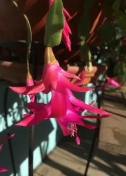 Red Christmas cactus flowers (Schlumbergera x buckleyi), Laura Kling