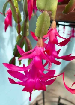 Red Christmas cactus flowers (Schlumbergera x buckleyi), Laura Kling