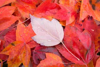 fall leaves