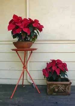 Poinsettias by doorway, J.C. Lawrence