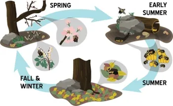 An illustration from the journal: