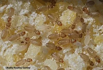 These are booklice, Liposcelis bostrychophila, in cornmeal. (Photo by Kathy Keatley Garvey)