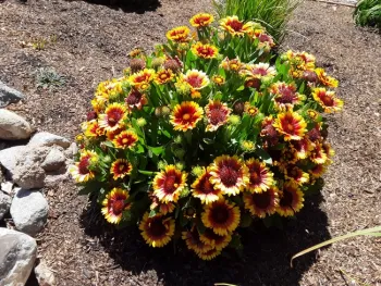 Gaillardia or Blanket Flower