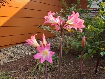 The Naked Lady (Amaryllis belladonna L.)