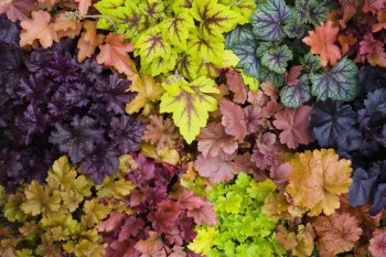Heuchera come in an array of colors
