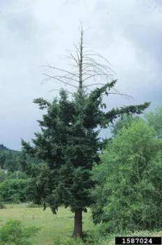 Douglas Fir Engraver Beetle or Douglas Fir Top Kill. Source: Elizabeth Willhite, USDA Forest Service, Bugwood.org