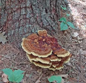 Phaeolus schweinitizii Fresh Fruiting Body. Source: American Mycological Association