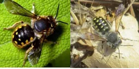 Anthidium manicatum male pictured left side below: Left -By Bruce Marlin -– Wikipedia Right: Shaun Michael and John Ascher at BugGuide.net