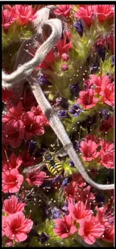 The hirsute- foliage in author's yard.