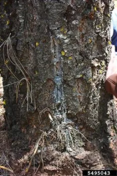 Black Stain Root Disease Lower Trunk Damage. Source: Donald Owen, California Department of Forestry and Fire Protection, Bugwood.org