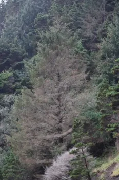 Green spruce aphid damage on inner crown of spruce. Source: OSU Extension Service