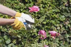 gloved hands with pink roses