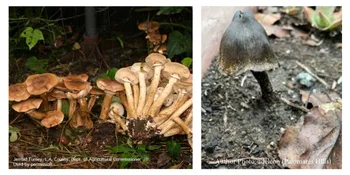 R Photo:Jerrold Turney, Los Angeles County; Dept. of Agricultural Commissioner L Photo: adeleon (Palomares Hills)