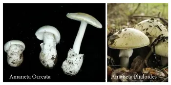 Trent Pearce, Naturalist, Tilden Nature Area