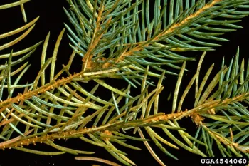 Green spruce aphid damage on older branches and less affected new growth. Source: Petr Kapitola, Bugwood.org