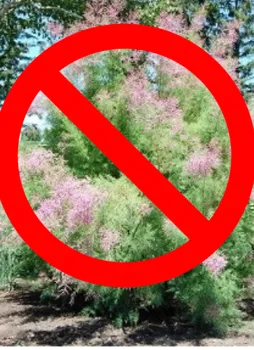 photo of Tamarix ramosissima an invasive tree that should not be planted in CA