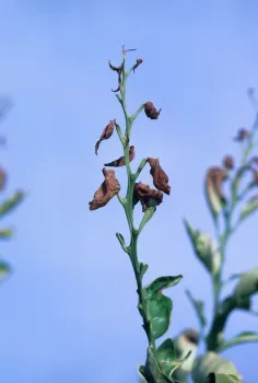 Citrus leaves curl and turn brown or black within a few days of frost or freezing, Jack Kelly Clark, UC IMP Program