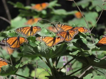 Monarchs in Michoacan, Mexico, Jeanette Alosi