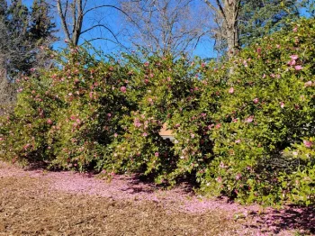 Camellias as a hedge, but they are slow growing, Jeanette Alosi