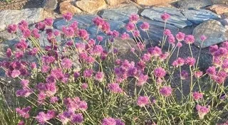 'Fireworks' gomphrena in October