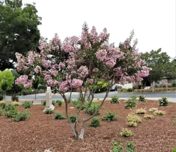Crape myrtle