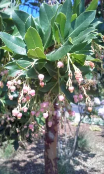 Arbutus flowers