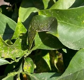 purple scale on leaf (2)