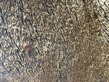 Close up of characteristic maze-like pores on the bottom of a P. pini fruiting body.