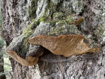 P. pini fruiting bodies on a trunk.
