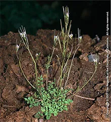 Copyright 2007 The Regents of the University of California