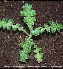 Copyright 2007 The Regents of the University of California