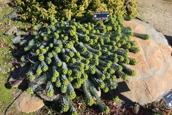 Euphorbia myrsinites (Murtle Spurge) in the Rock Garden