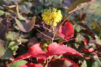 Oregon Grape in bloom in the Shade Garden