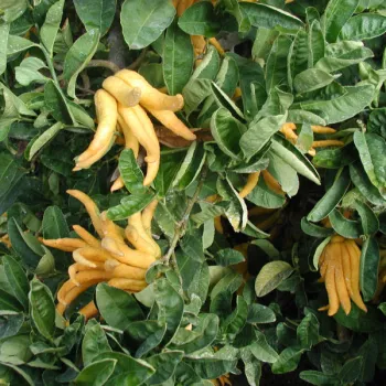 Bright yellow Buddha's Hand citron fruits resembling fingers emerge from lush green leaves.