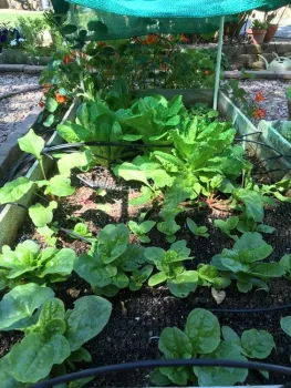 spinach, beets and lettuce