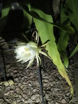 queen of the night epiphyllum first time bloomed