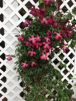 madame julie correvon clematis