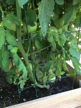 jetsetter heirloom tomato