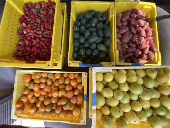 South Coast REC fruits and vegetables